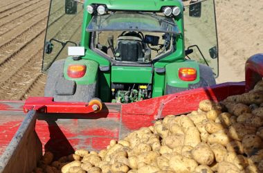 Potato Harvesting Machine